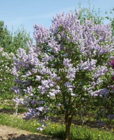 Сирень Людвига Шпета С5, 40-60см