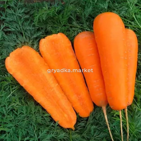 Морковь Боливар F1 0,5 гр (Престиж)