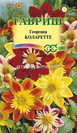 Георгина Коларетте 0,2г Гавриш