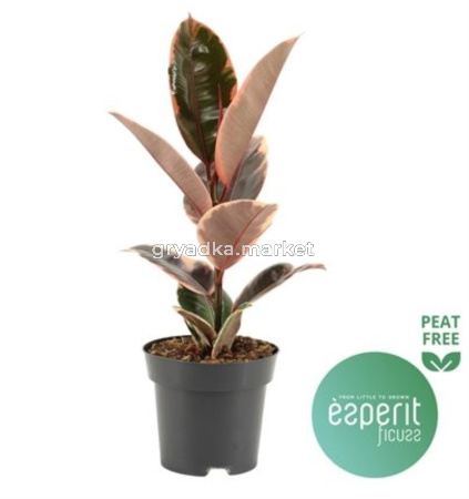 Фикус Эластика Белиз С14 Н40