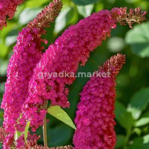 Буддлея Давида Роял Ред C 7,5 60-80 1