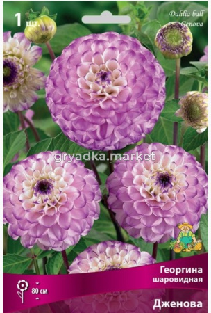 Георгина шаровидная Дженова