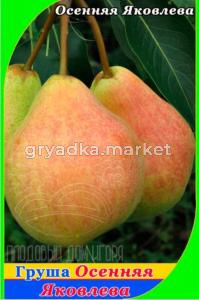 Груша Осенняя Яковлева (Эля) 2020 гп осенний сорт пакет (V26) (ПДИ)