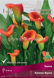Калла Кэптин Фуэго (красно-оранжевый, 1шт, 14-16)