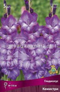 Гладиолус крупноцветковый Кемистри (пурпурно-фиолетовый, гофрированный, 5шт, 12-14)