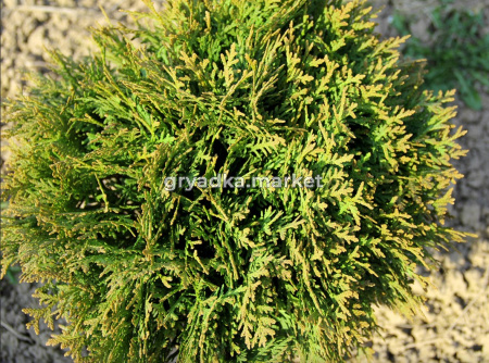 Скриншот 19-11-2024 103347