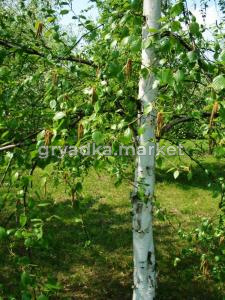 Береза полезная Жакмана/ЦКор