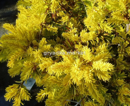 Тисс ягодный Саммерголд v2 Lav