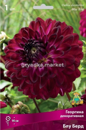 Георгина декоративная Блу Берд (тёмно-вишневый, 1шт, I)