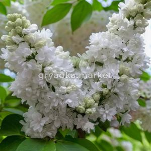 Сирень обыкновенная Мадам Лемуан C12 1