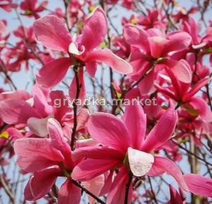 Скриншот 21-04-2026 132323