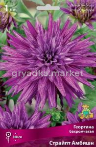 Георгина Страйпт Амбишн 1шт.