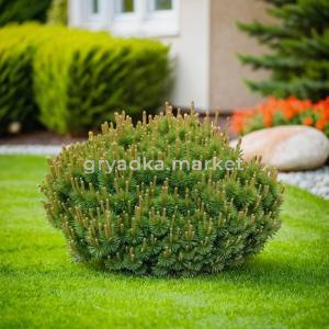 Сосна горная Мугус C 5 30-40 1