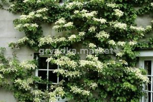 петиоларис