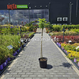 Гледичия трёхколючковая Глобоза на штамбе C10Н100-120 (Szmit)