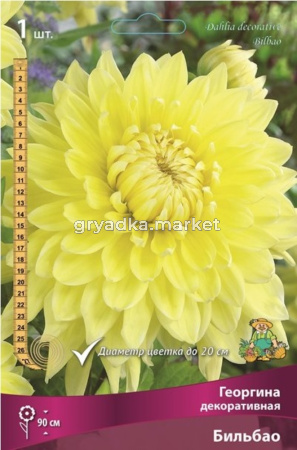 Георгина Бильбао 1шт