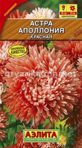 Астра Аполлония красная (Аэлита)