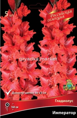 Гладиолус Император 12+ крупн. 5шт