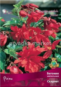 Бегония ампельная Скарлет 2шт.4-5