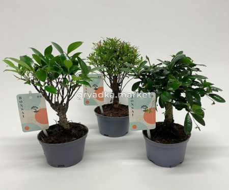 Бонсай Микс D10 H22