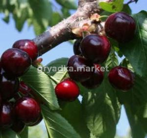 Скриншот 14-04-2026 153634