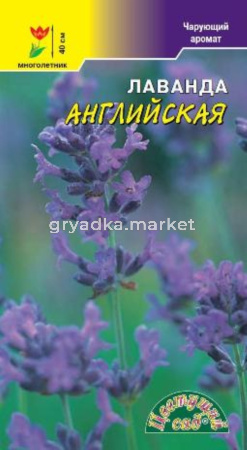 Лаванда Английская Цвет.Сад