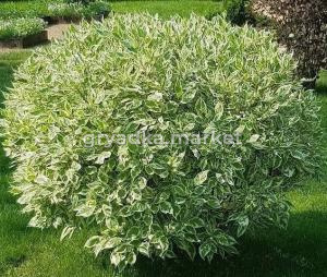 Скриншот 21-04-2026 111327