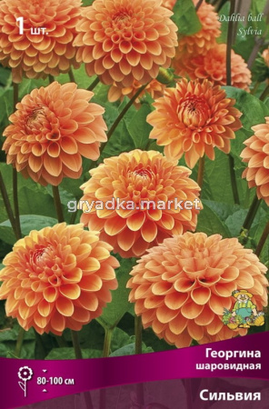 Георгина шаровидная Сильвия (100см, диаметр 10см, оранжевый)