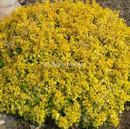 Барбарис Тунберга Тини Голд 20-40 С2 ГлХ