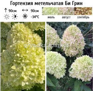Гортензия метельчатая Би Грин С3 ГлХ 