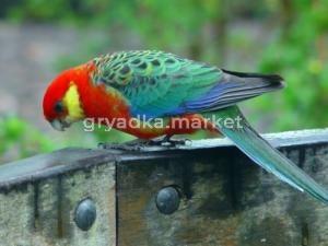 ПОПУГАЙ РОЗЕЛЛА стэнли