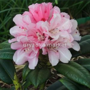 Рододендрон якушиманский Колибри C 5 30-40 1