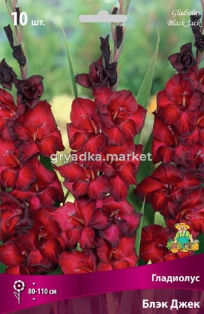 Гладиолус Блэк Джек 10-12 круп. 10шт