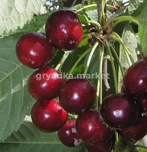 Скриншот 14-04-2026 153723