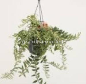 Эсхинантус Болеро Биколор D17 H35