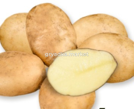 Картофель Тулеевка Ср Элита ~20кг