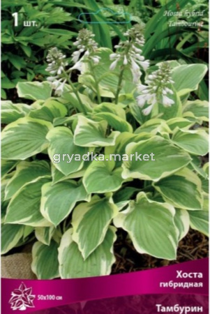 Хоста гибридная Тамбурин 1шт