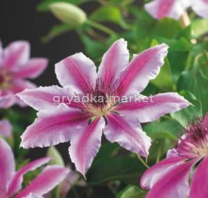 Клематис крупноцветковый Нелли Мозер (С2)