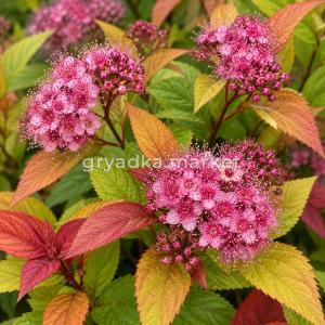 Спирея японская Макрофилла С3 (Н)1