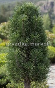 Скриншот 21-04-2026 104921