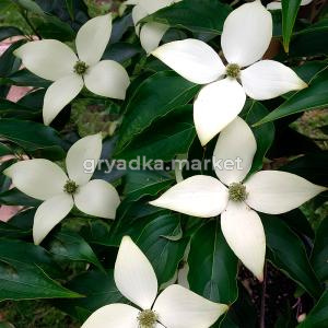 Дерен коуза Милки Вэй C5 1