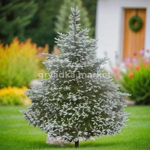 Пихта корейская Сильберлок C 7,5 80-100 1