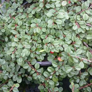 Кизильник лежачий Стреб'с Файндлинг (цветки бело-розовые, одиночные, ягоды-красные)