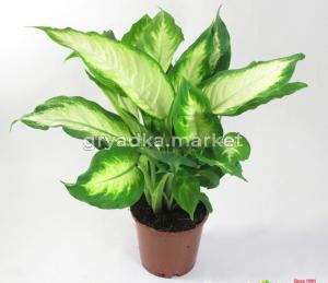 Диффенбахия Камилла, кор. (D-12)