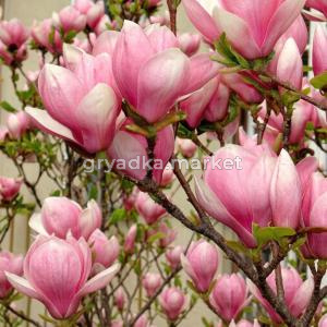 image (32)