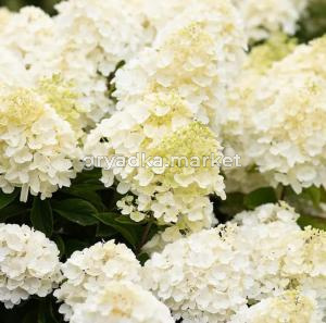 Гортензия метельчатая Саммер Сноу С3 СП-21ч (белая и не меняет цвет в течении всего сезона)