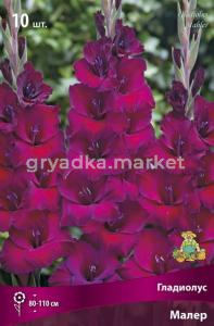 Гладиолус крупноцветковый Малер 10шт (пурпурно-фиолетовый, 10-12)