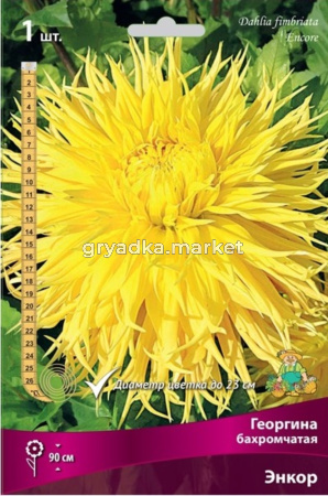 Георгина бахромчатая Энкор