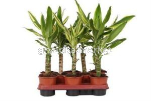 Drac Coast Mix 20cm Stem 1 Head