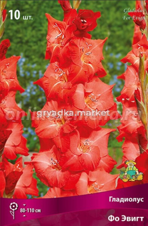 Гладиолус гофрированный Фо Эвигт 10шт (красно-оранжевый, 10-12, h110см)